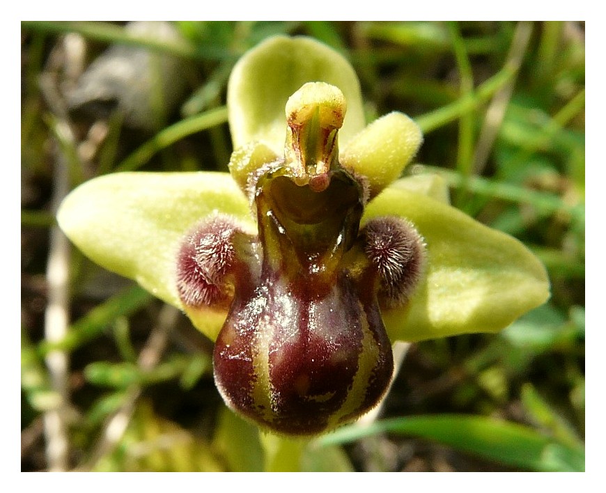 Ophrys bombyliflora